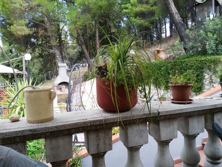 B&B Peschici Rooms Zewnętrze zdjęcie